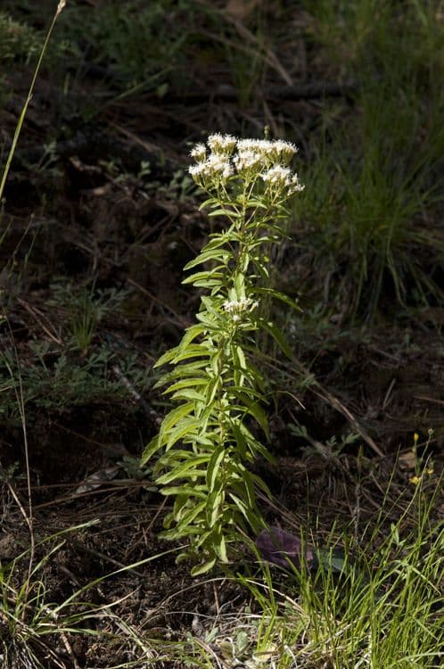 Stevia 6