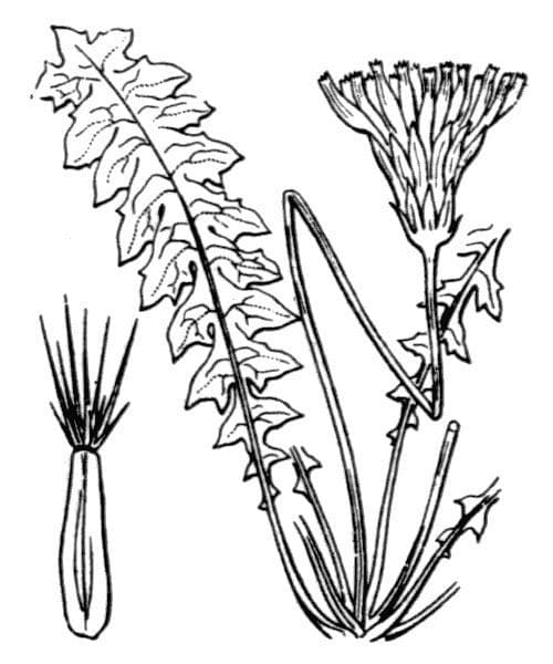 Hyoseris radiata 29