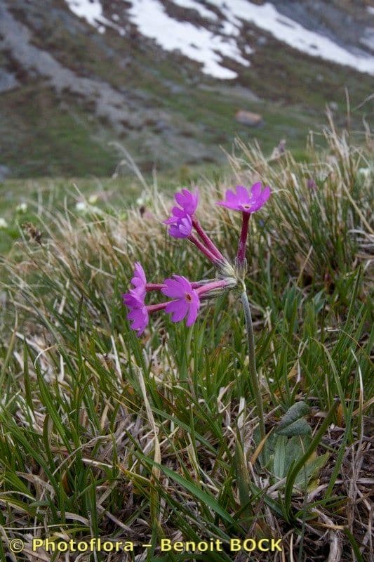 Primula di Haller 14