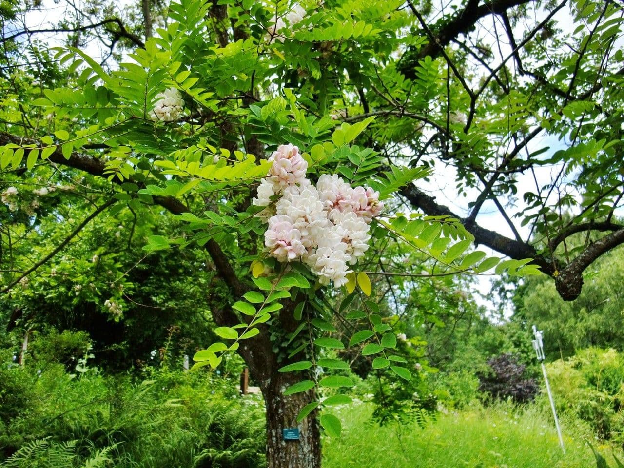 Robinia viscosa 7