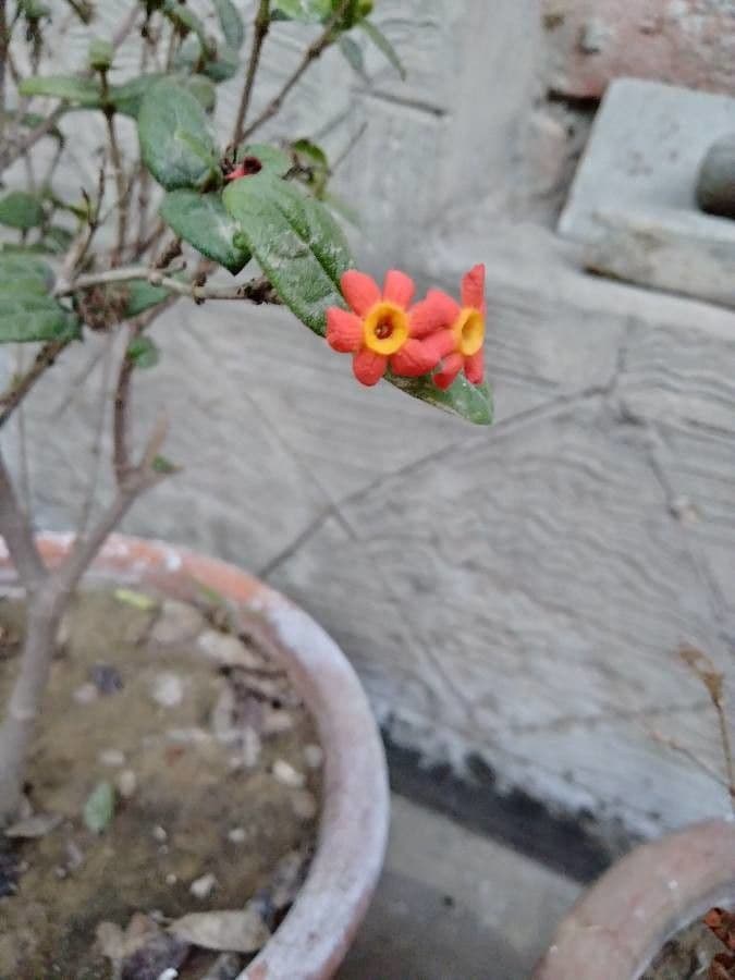 Rondeletia