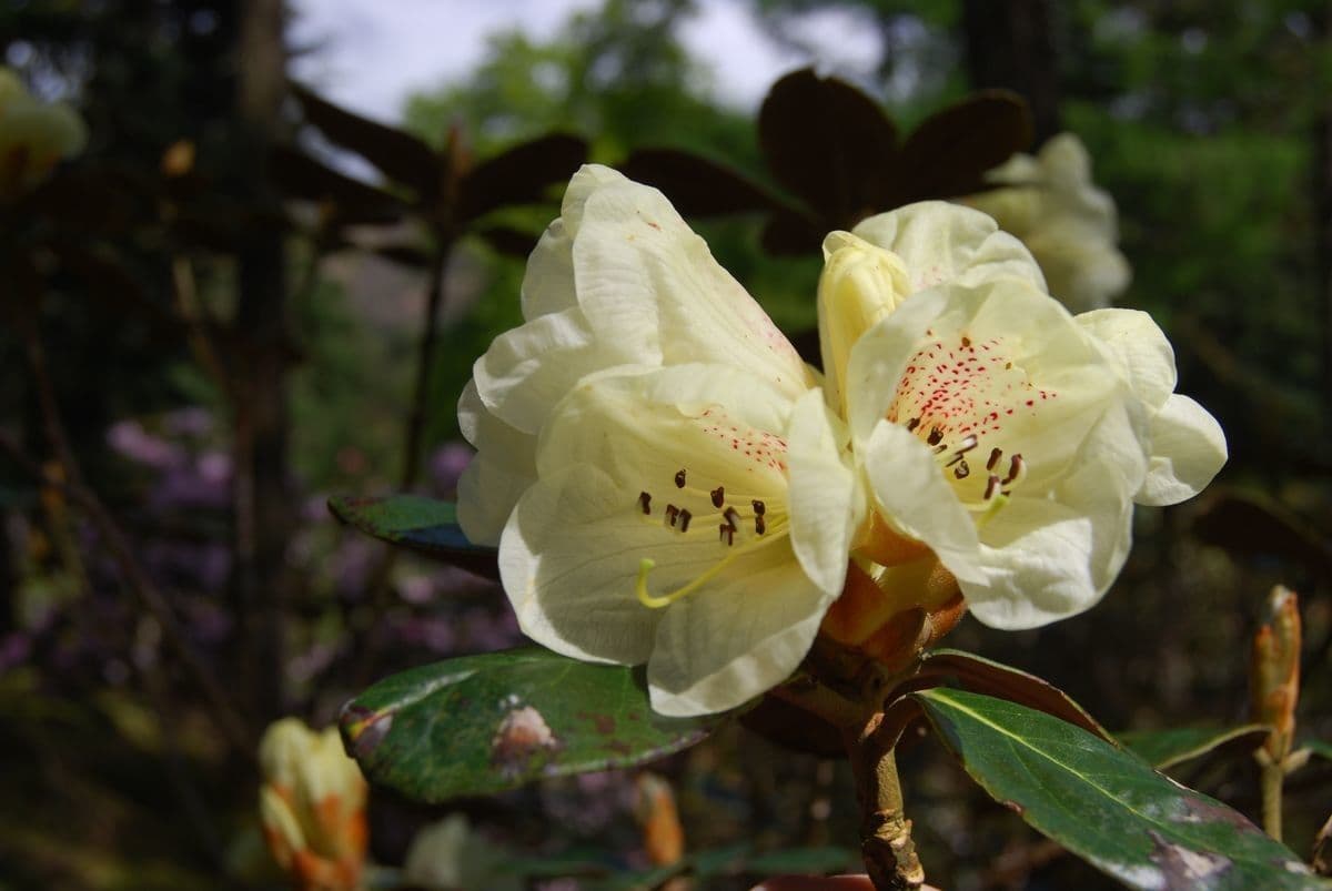 Rododendro 4