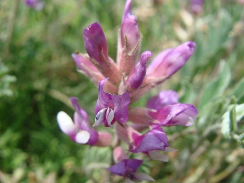 Krummschote 3