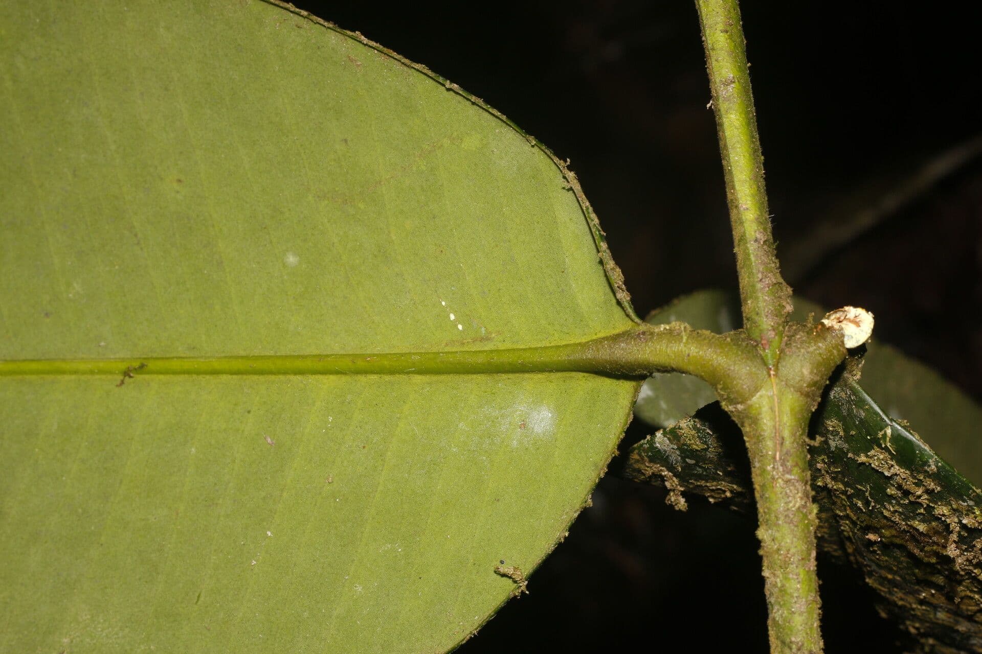 Garcinia 4