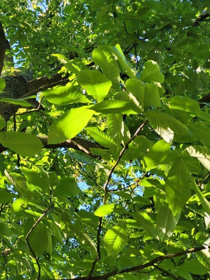 Carya ovata 14
