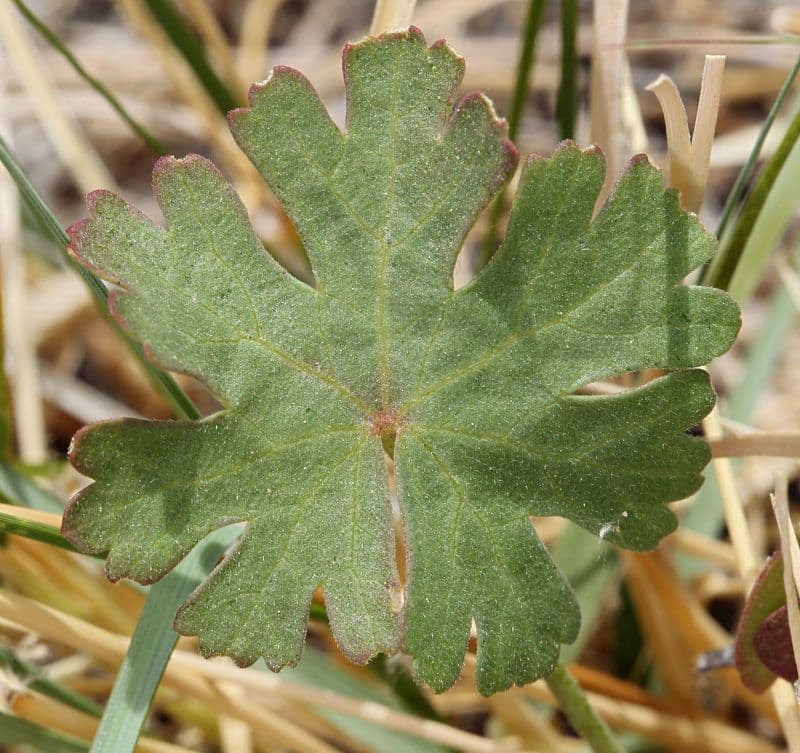 Sidalcea 6