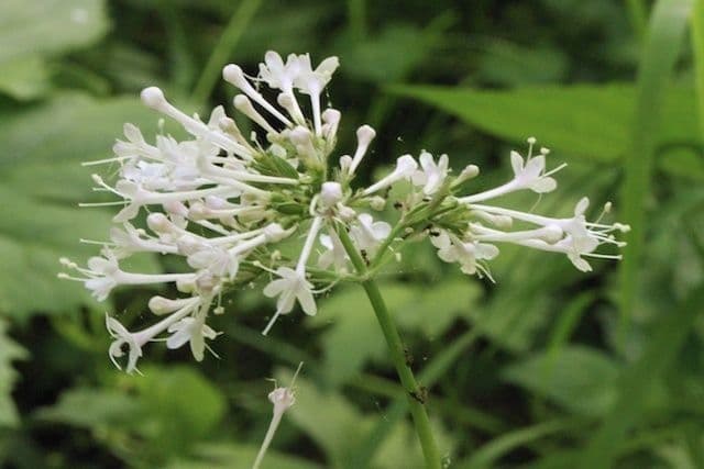 Valeriana pauciflora 2