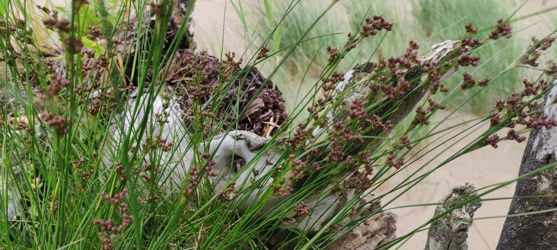 Junco comprimido 19
