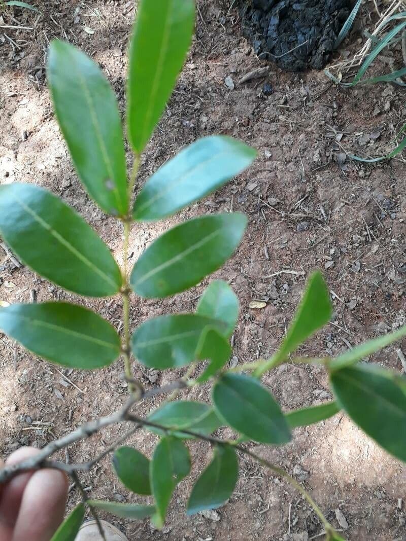 Copaiba de Langsdorff 10
