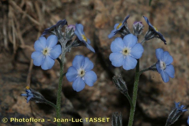 Miosotide di Corsica 2