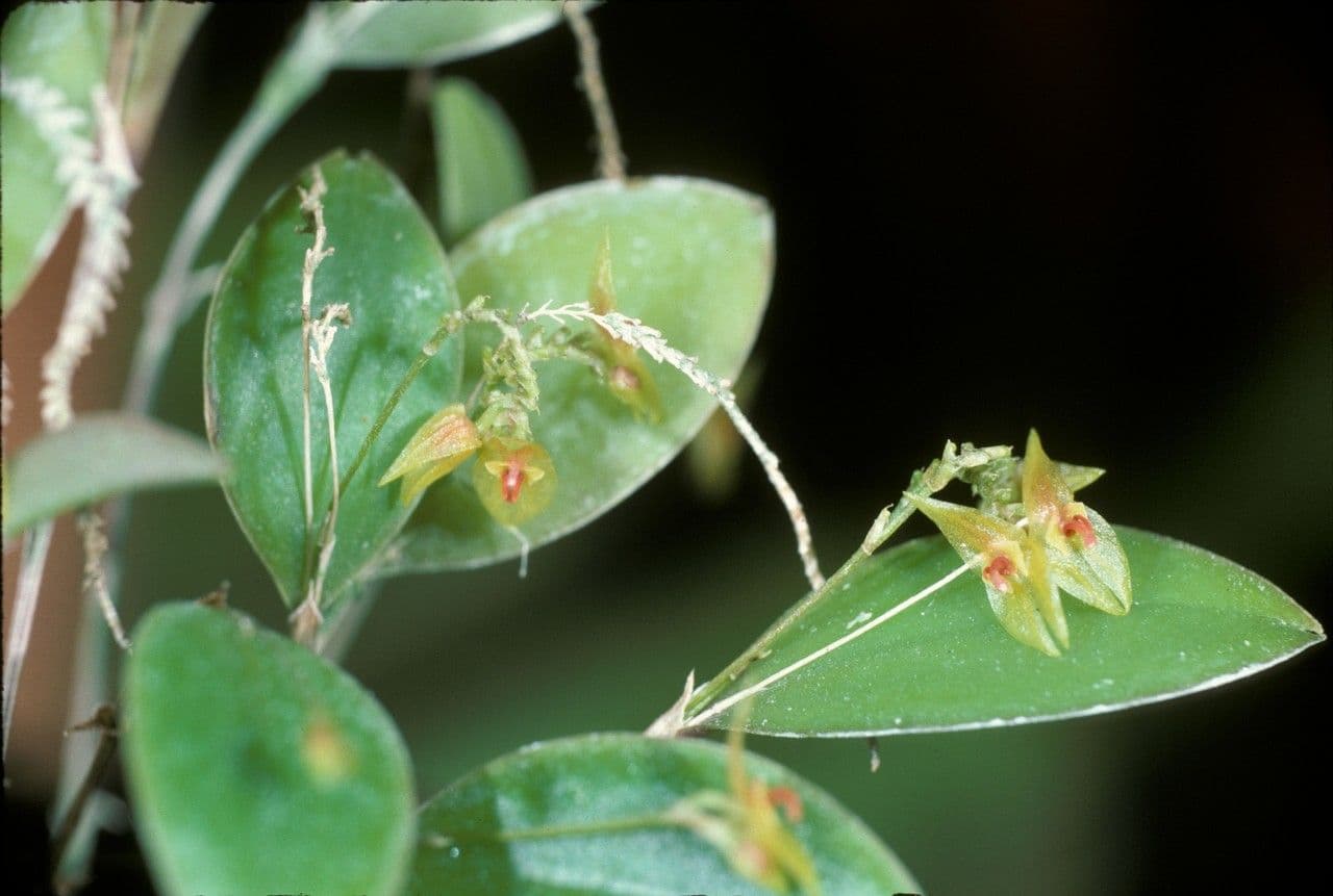 Lepanthes tridentata 2