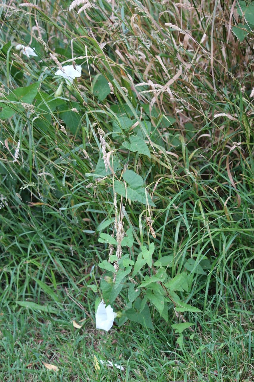 Vilucchiello delle siepi 11