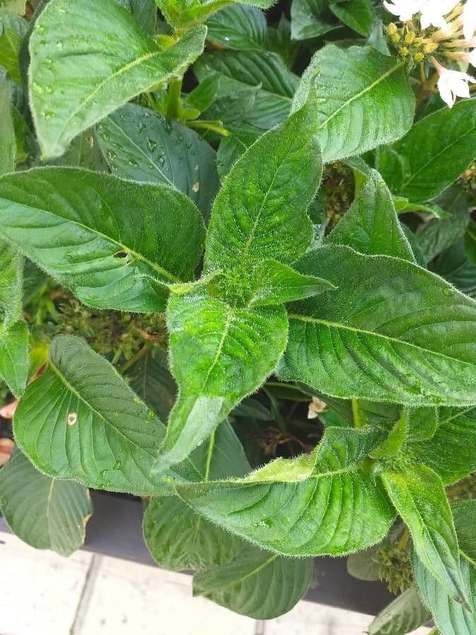 Pentas 15