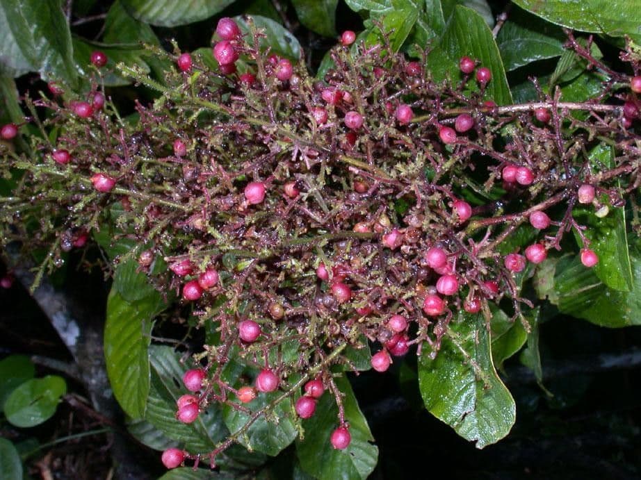 Davilla 20