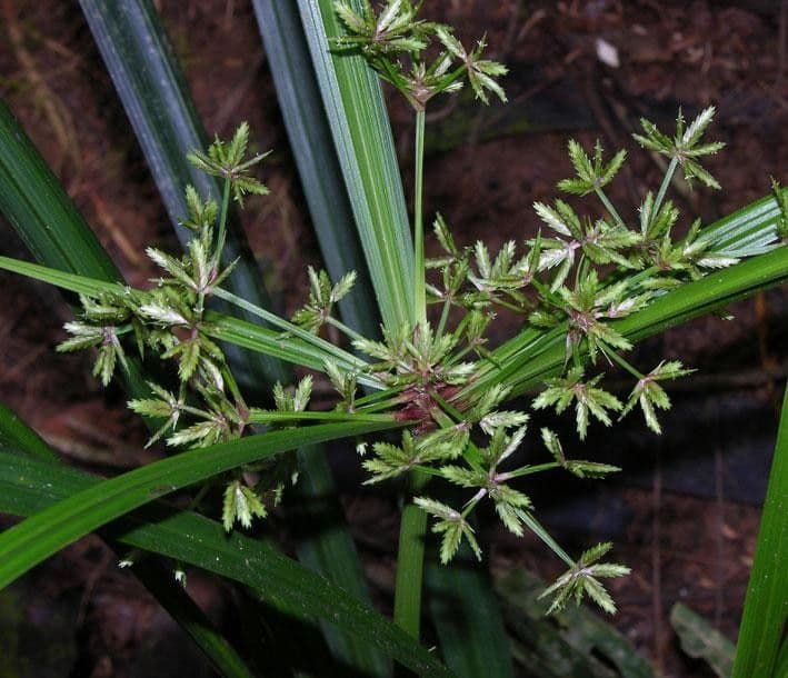 Miliifolius Zypergras 6
