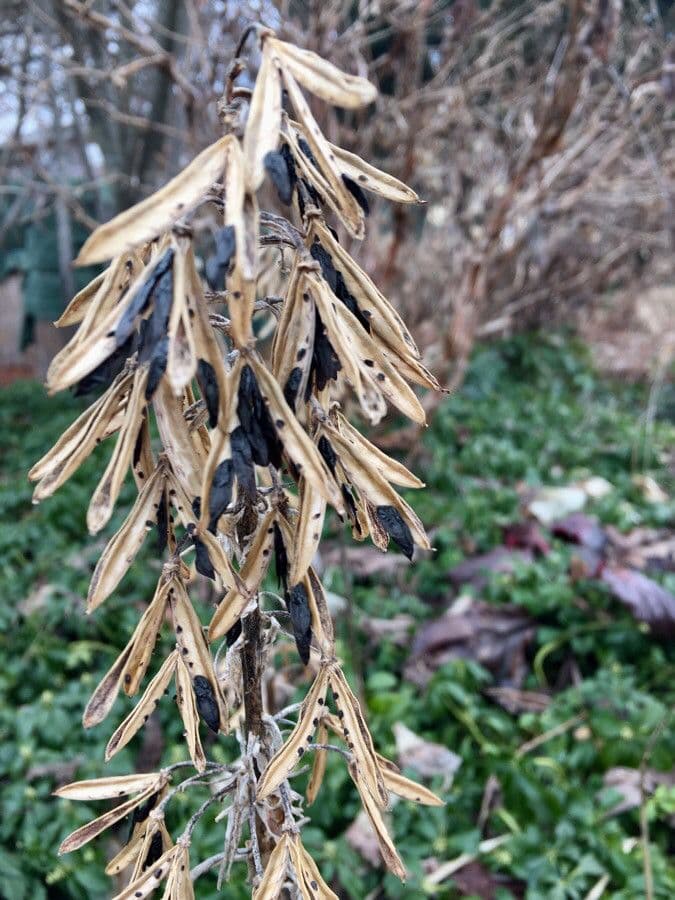 Hosta 4