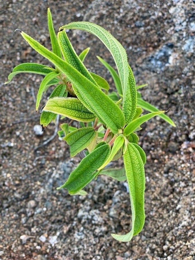 Ortica falsa pendula 17
