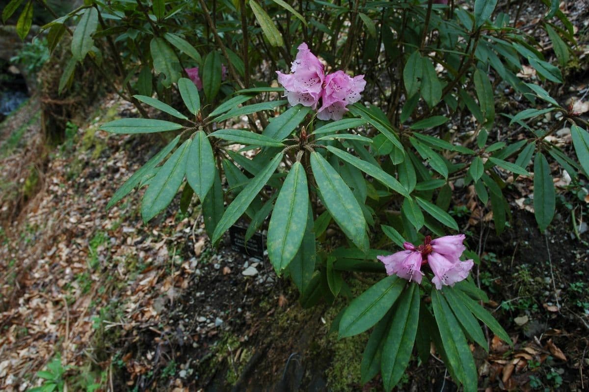 Rododendro 7