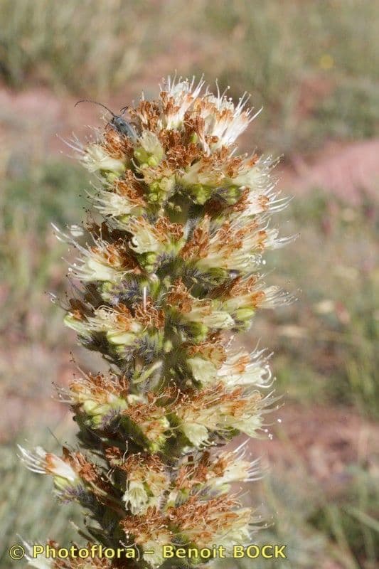Buglossa gialla 5