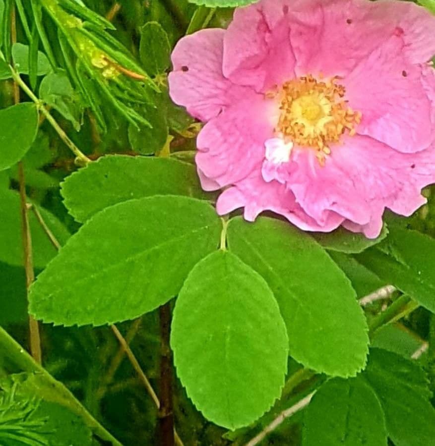 Rosa di maggio 14