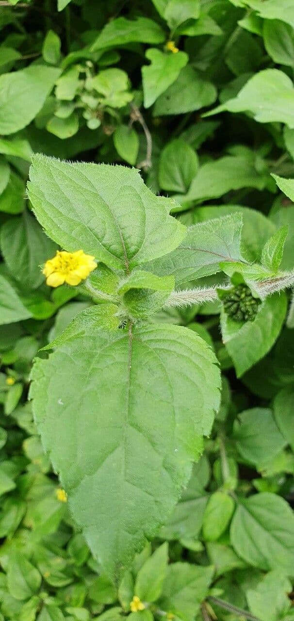 Calyptocarpus vialis 14