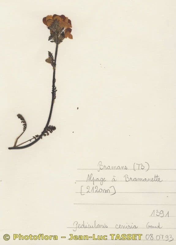 Pedicularis cenisia 7