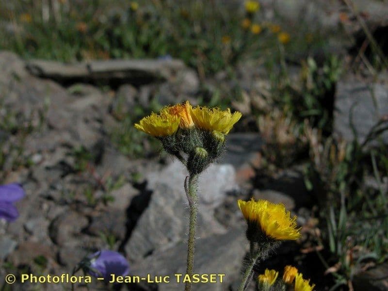 Pilosella corymbuloides 2