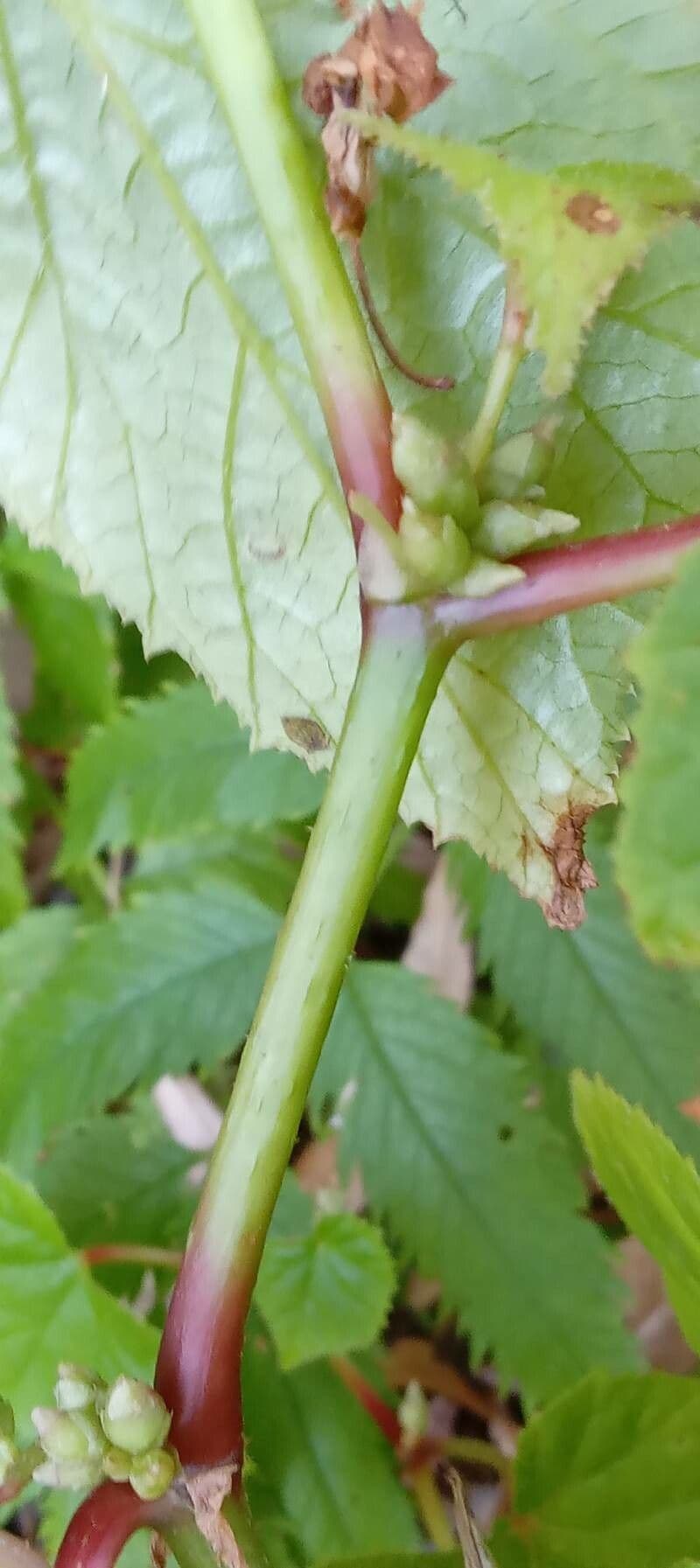 Begonia 24