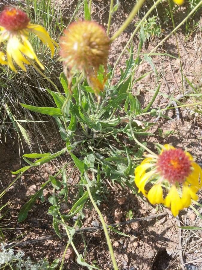 Gaillardia pennatifida 16