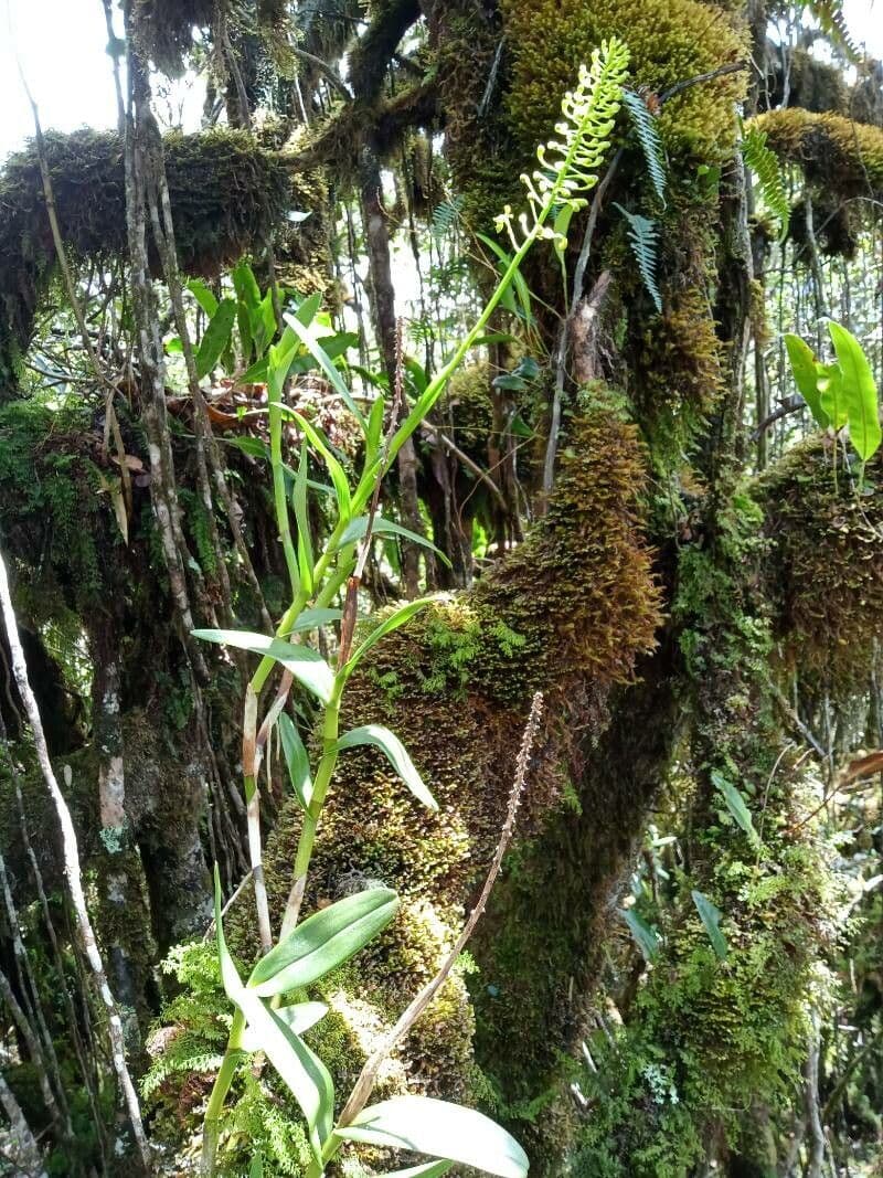 Epidendrum 8