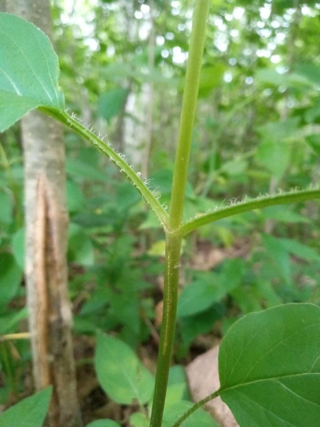 Lisimachia ciliata 21
