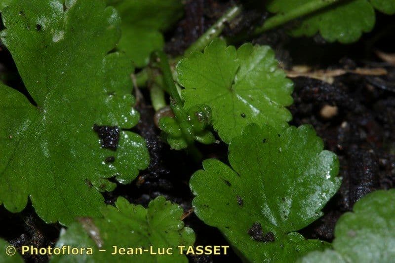 Hydrocotyle sibthorpioides