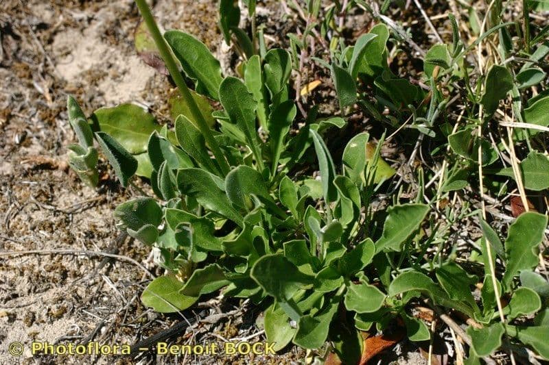 Saponaria bellidifolia 12