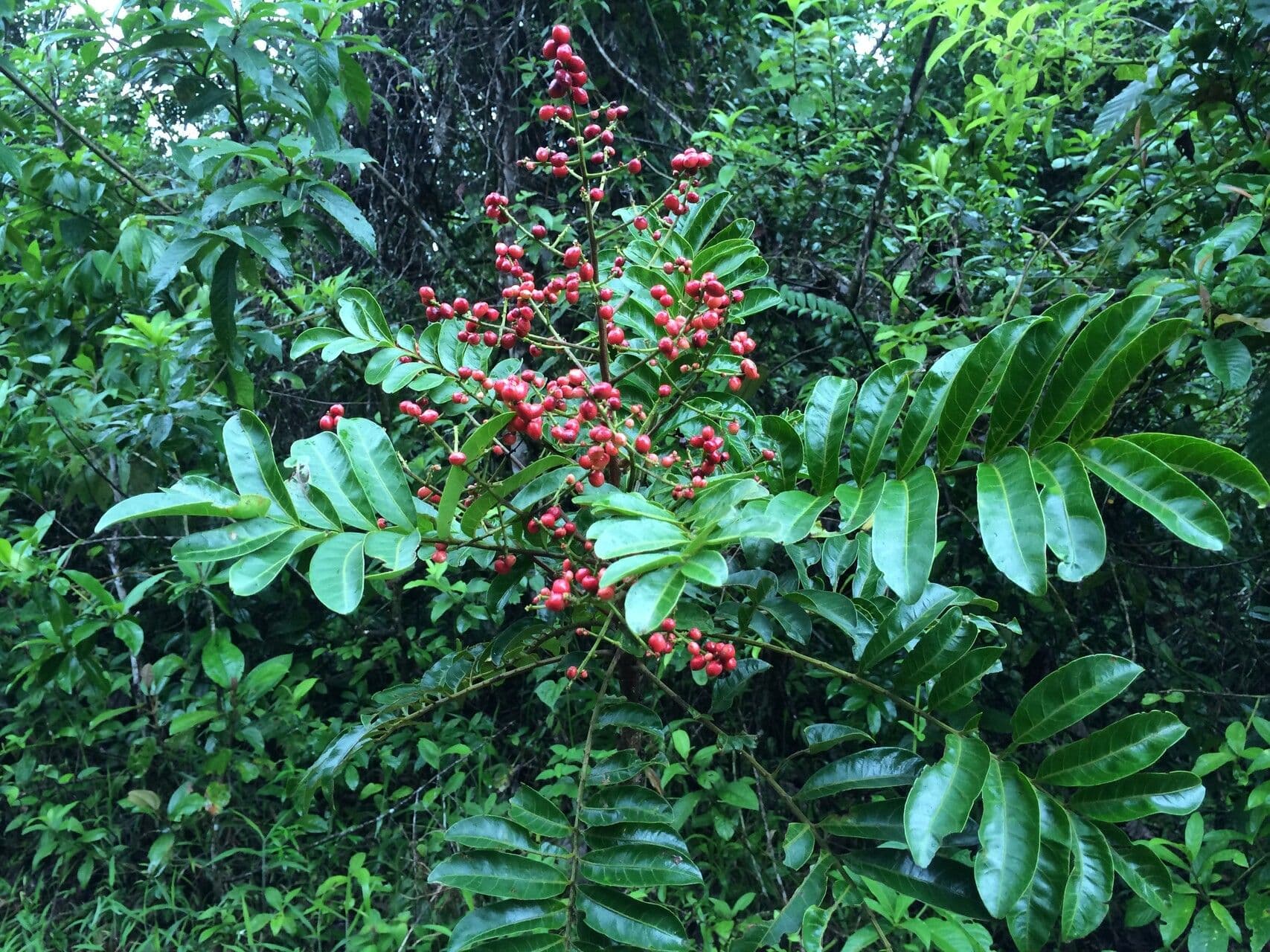 Mosquitoxylum 7