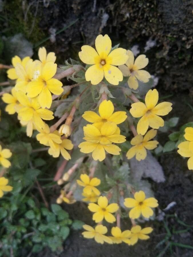 Eufrasia 2