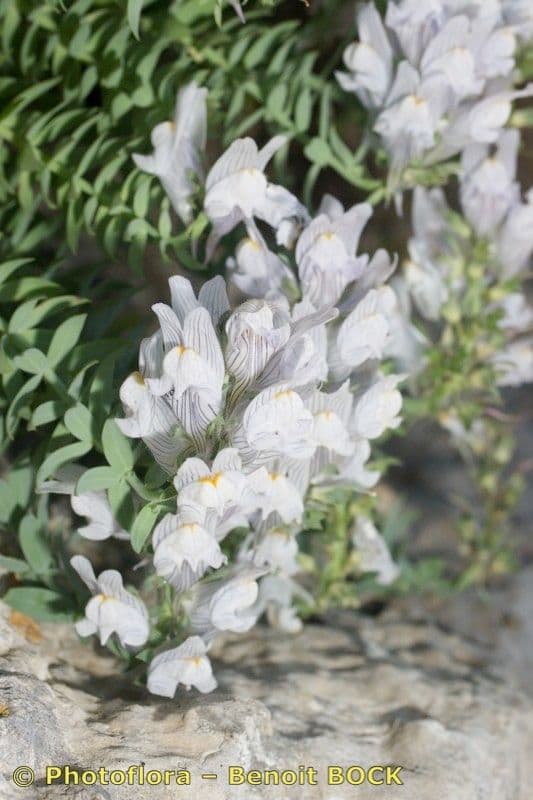 Linaria verticillata 7
