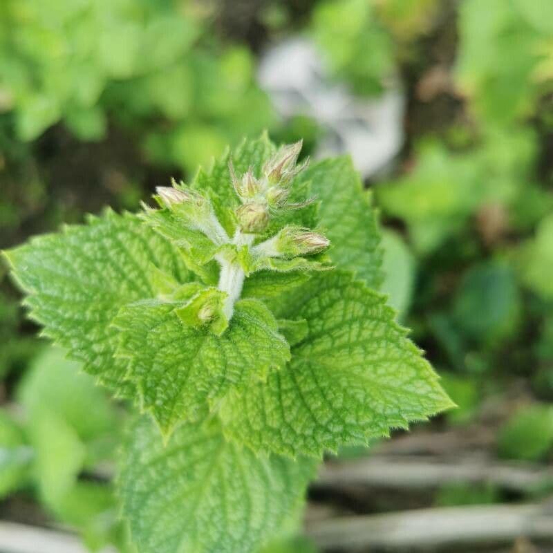 Menta villosa 6