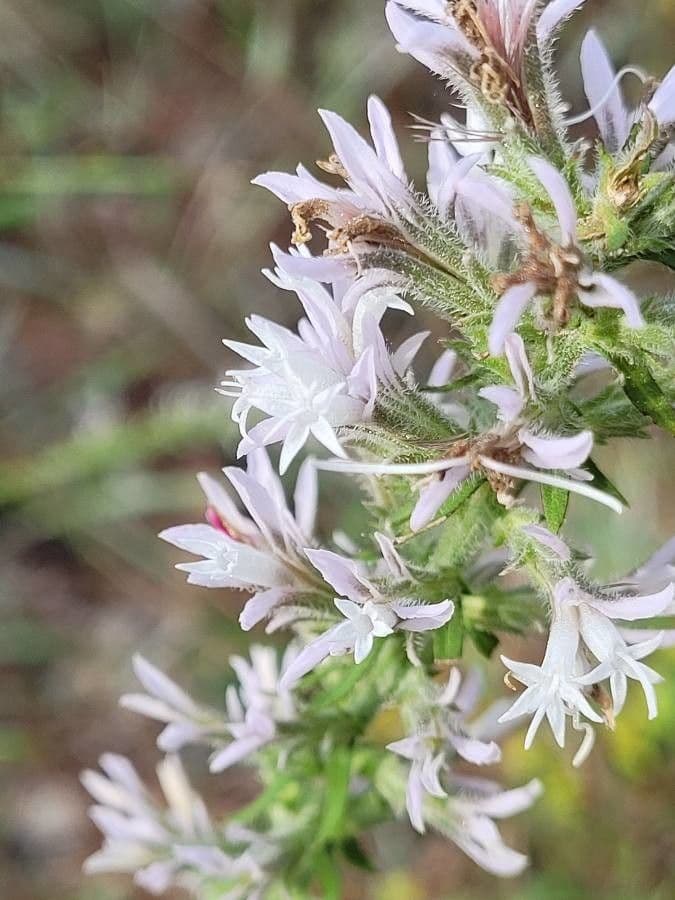 Liatris elegans 4