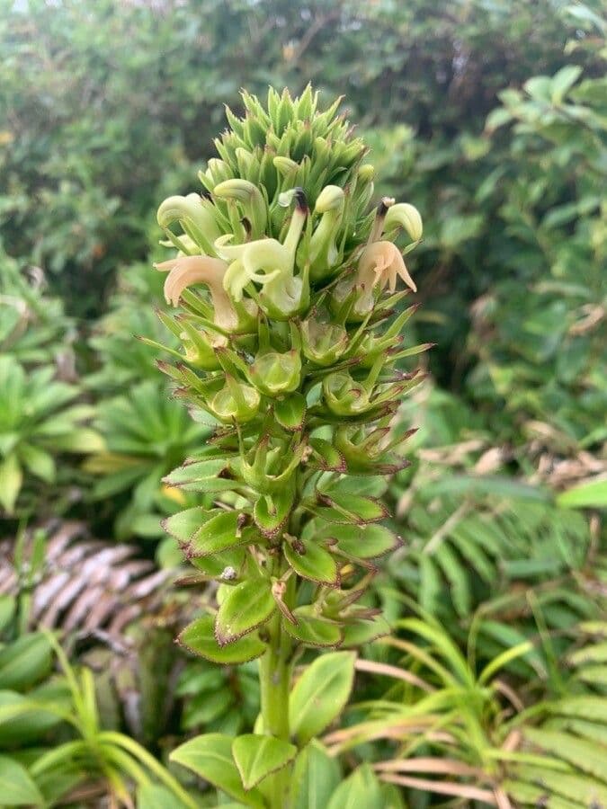 Lobelia 2