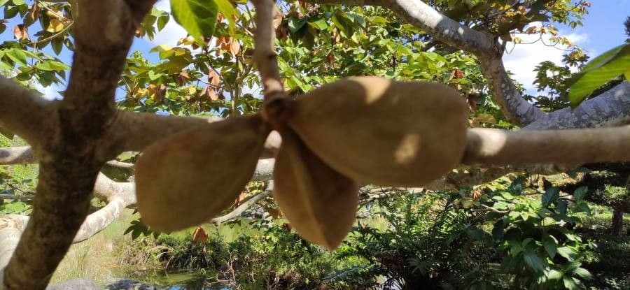 Sterkúlia bezkvetá 3