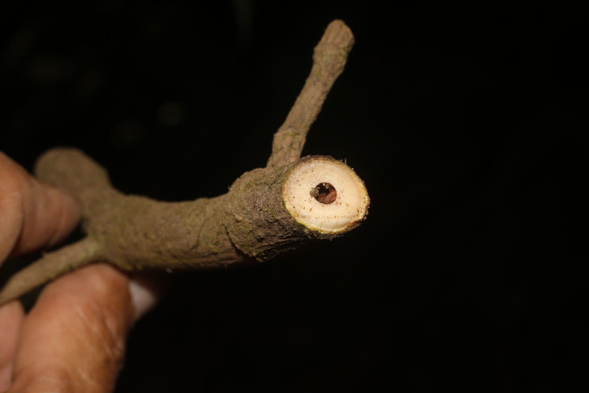 Coccoloba 11
