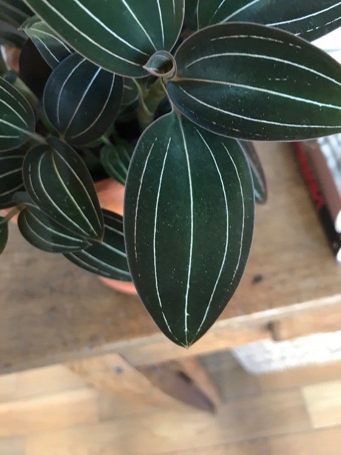 Schmuckorchidee 21