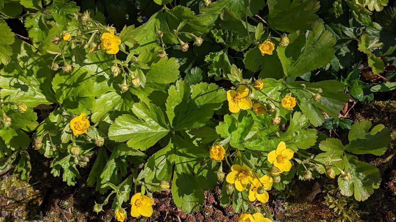 Waldsteinia ternata 6