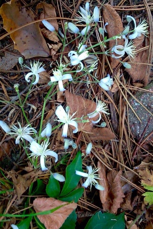 Clematide virginiana 15