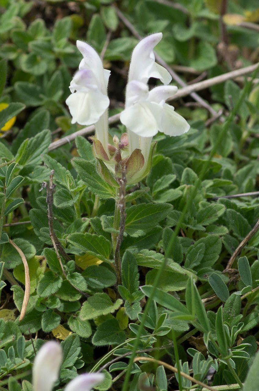Tarczyca alpejska 12