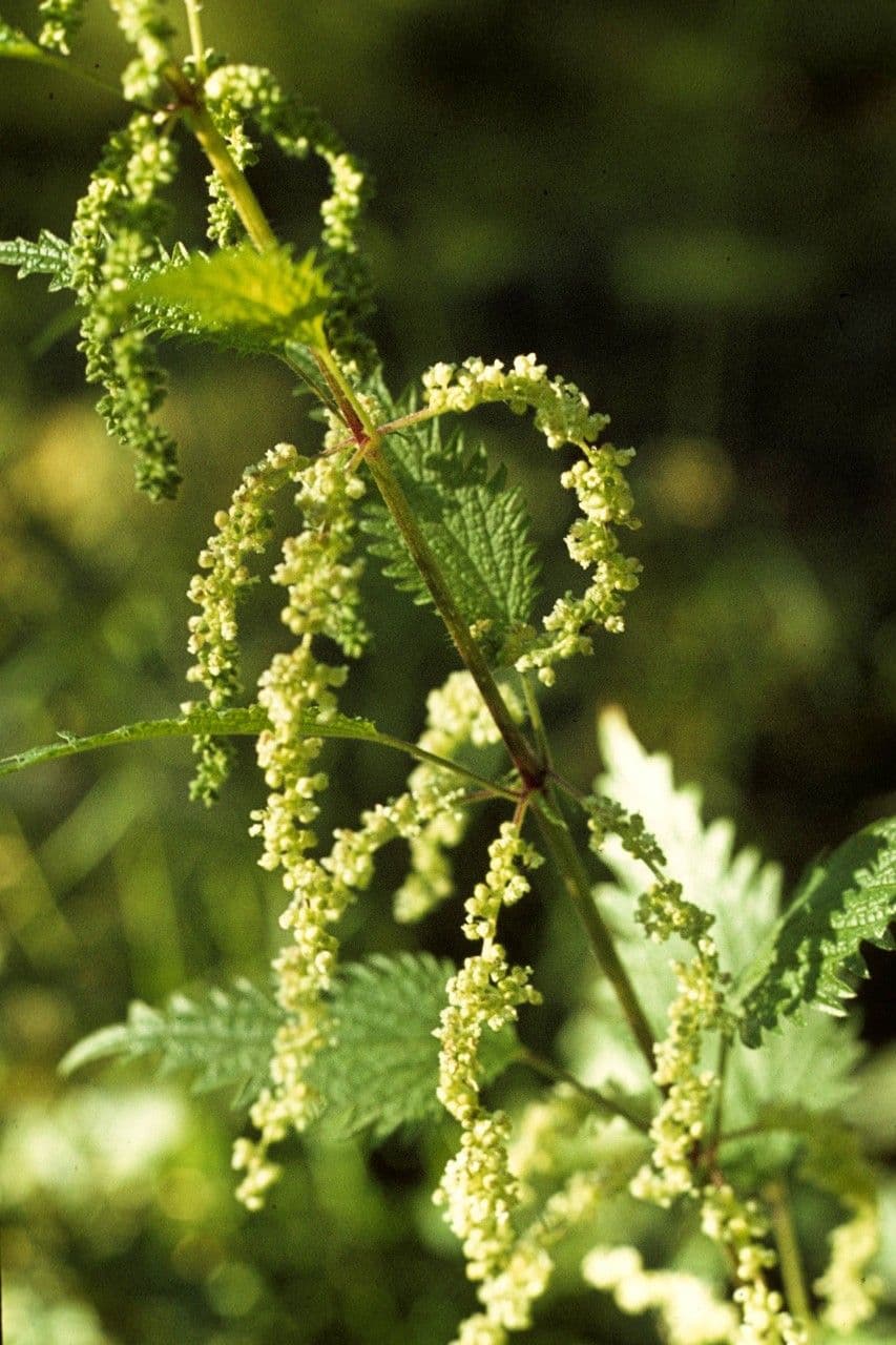 Mountain nettle 3