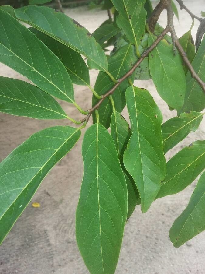 Akwok 11