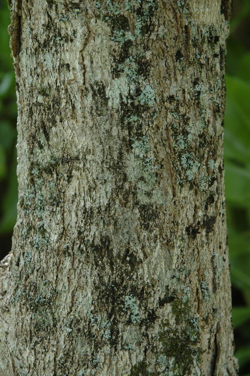 Oahu Seifenbaum 5