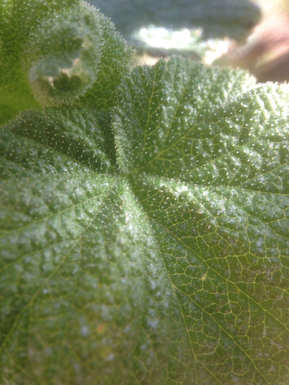 Ribes malvaceo 12