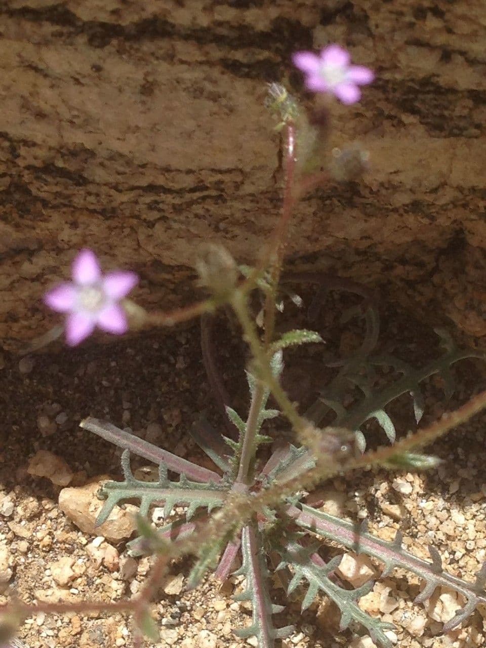 Gilia 8